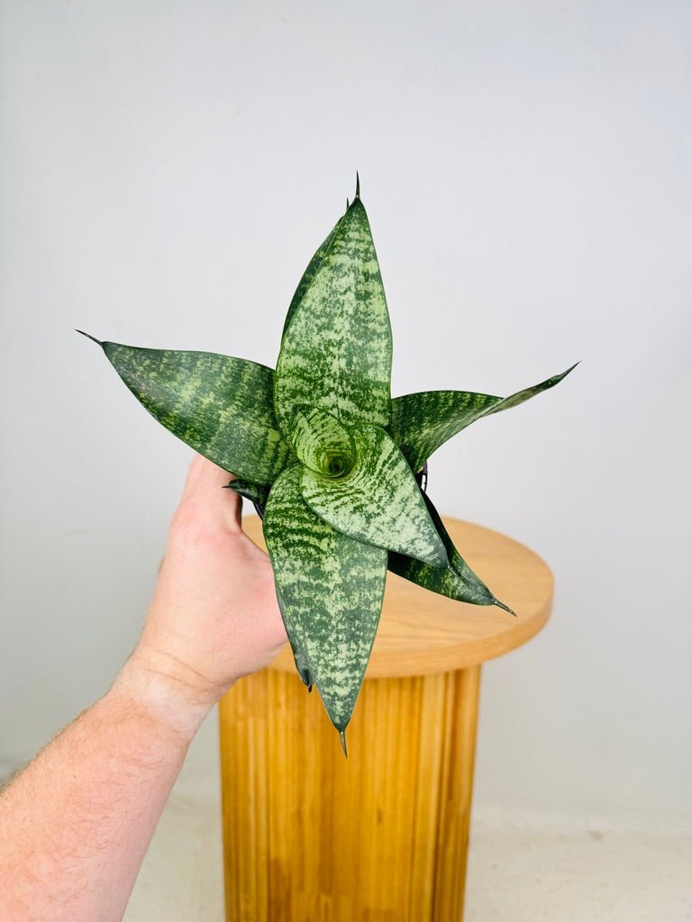 Dracaena Trifasciata - Hahnii | Uprooted