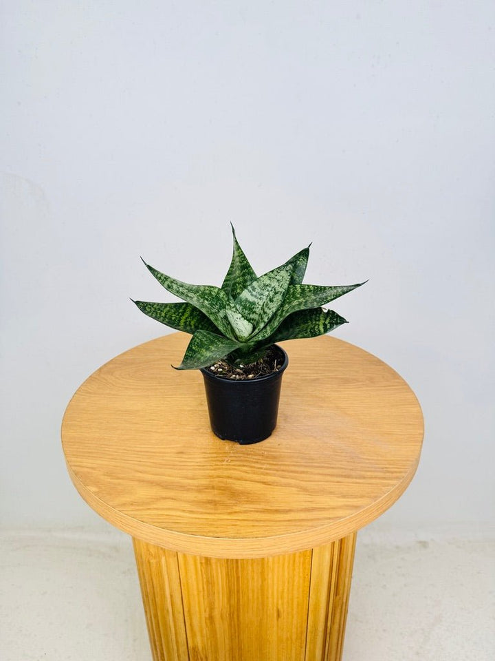 Dracaena Trifasciata - Hahnii | Uprooted