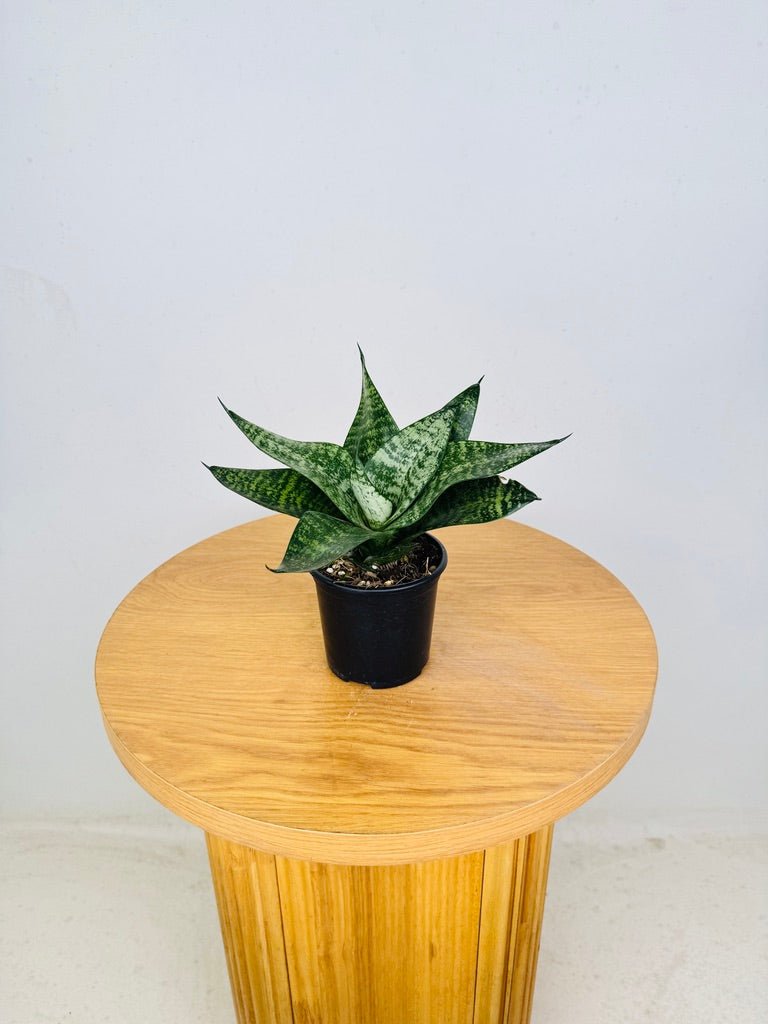 dracaena hahnii Dracaena Trifasciata - Hahnii | Uprooted