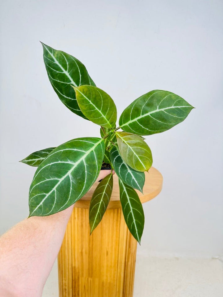 Drymonia Chiribogana | Uprooted