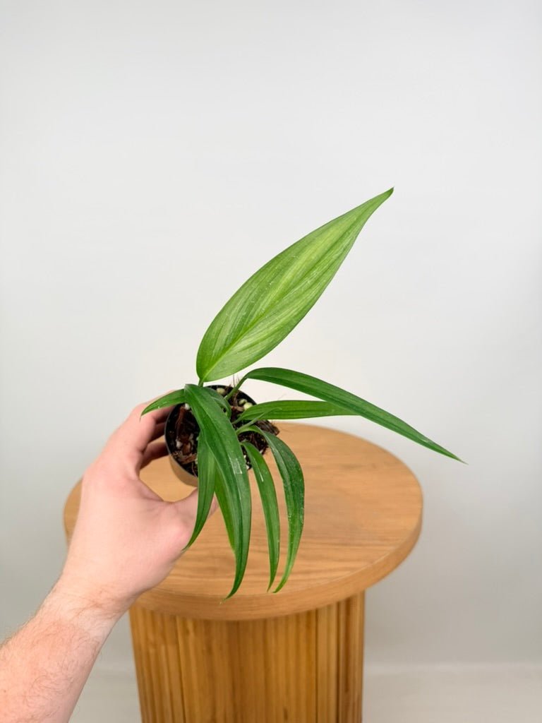 Epipremnum Amplissimum - Silver Streak | Uprooted
