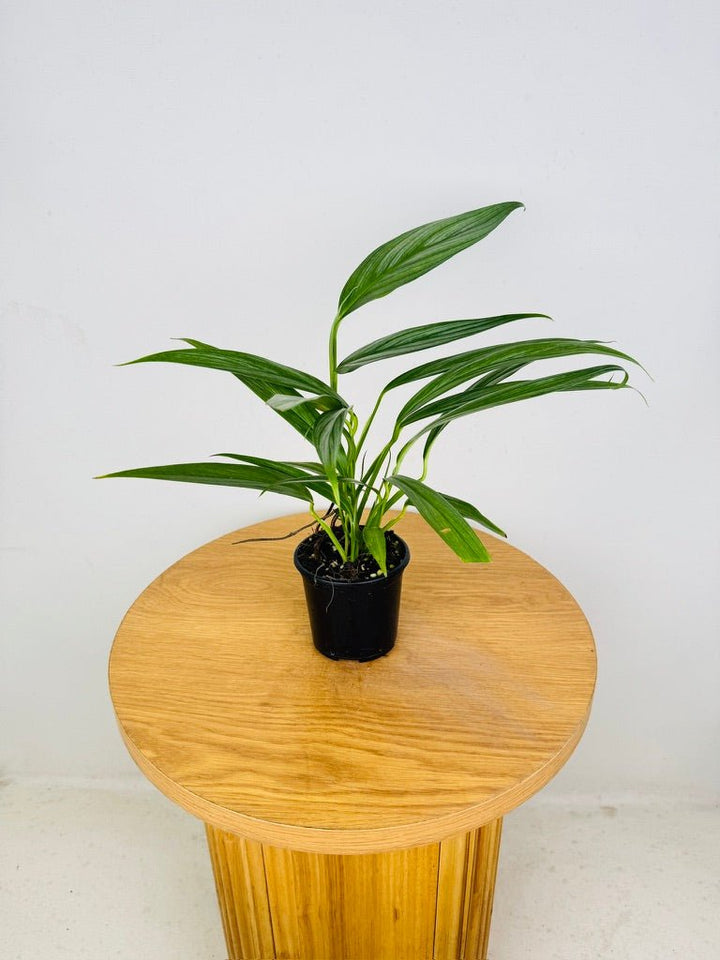 Epipremnum Amplissimum - Silver Streak | Uprooted
