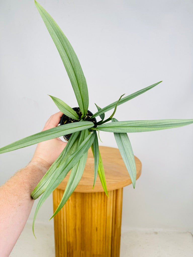 Epipremnum Amplissimum - Silver | Uprooted