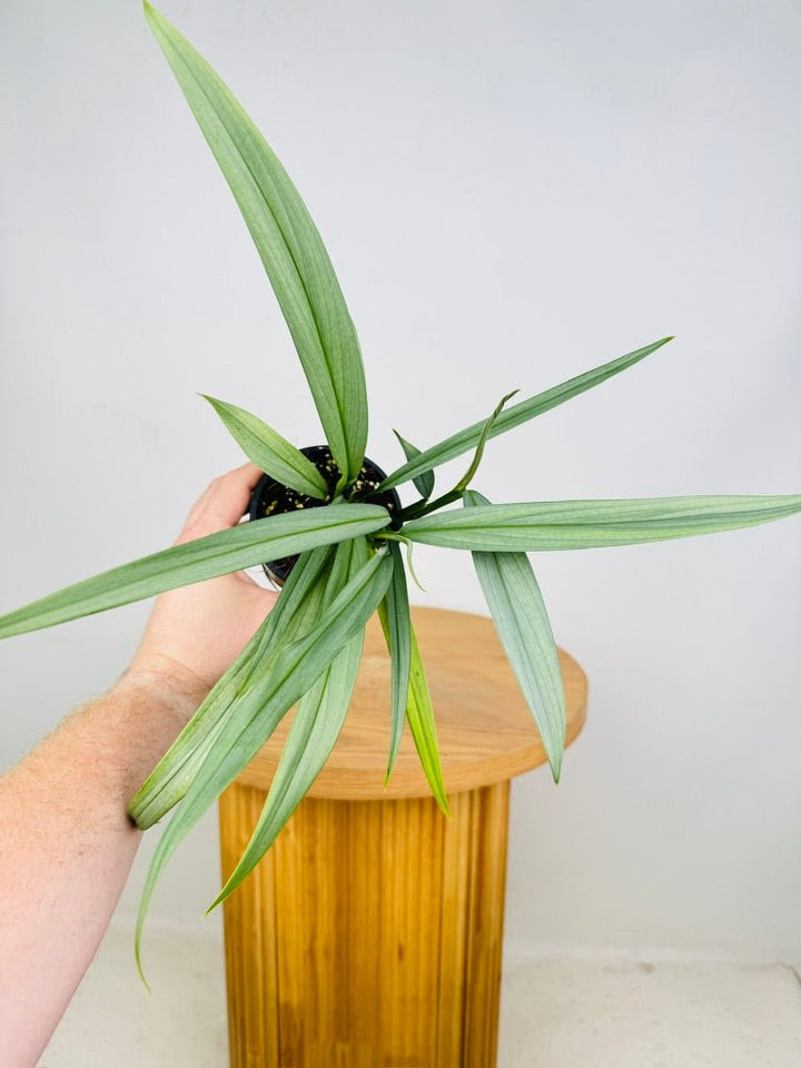 Epipremnum Amplissimum - Silver | Uprooted