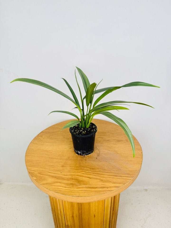 Epipremnum Amplissimum - Silver | Uprooted