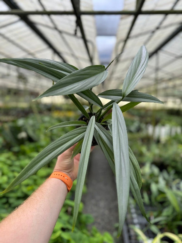 Epipremnum Amplissimum - Silver | Uprooted