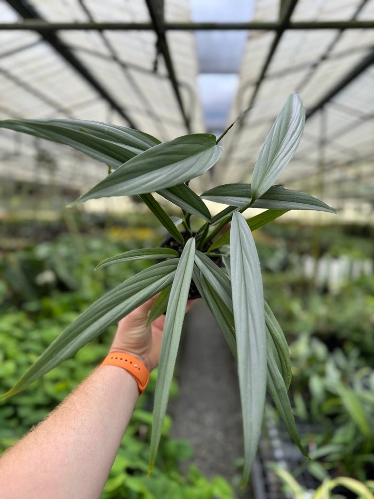 philodendron amplissimum Epipremnum Amplissimum Silver | Uprooted