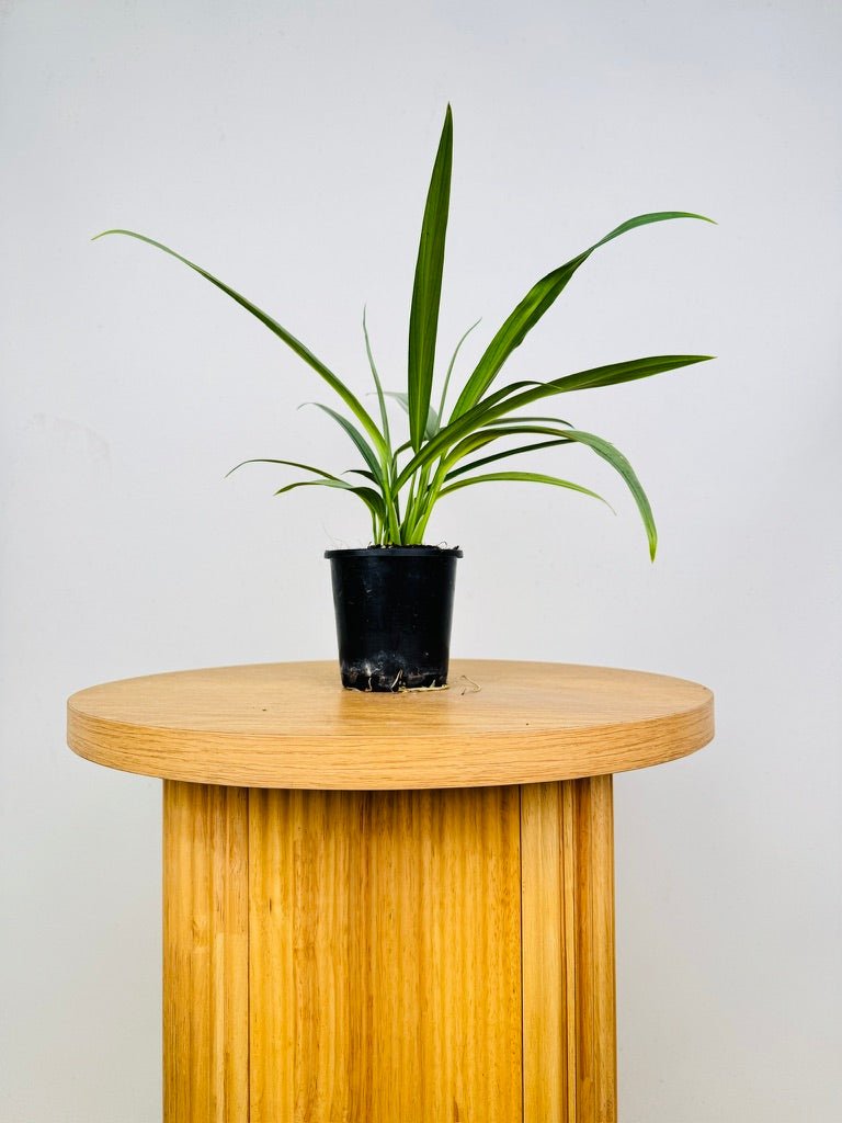 Epipremnum Amplissimum - Silver | Uprooted