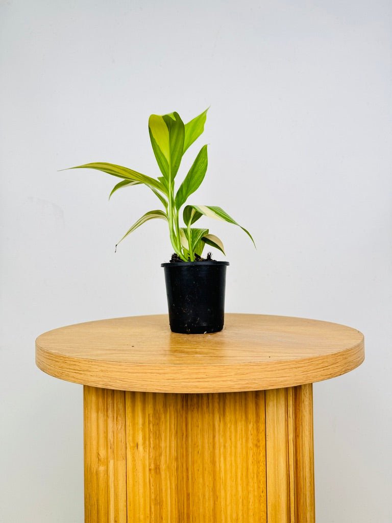 Epipremnum Amplissimum - Variegated | Uprooted