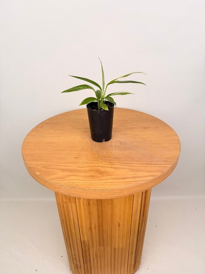 Epipremnum Amplissimum - Variegated | Uprooted