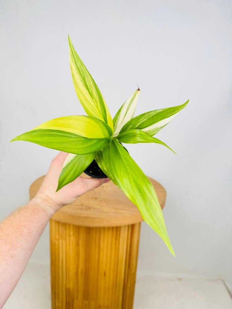 Epipremnum Amplissimum - Variegated | Uprooted