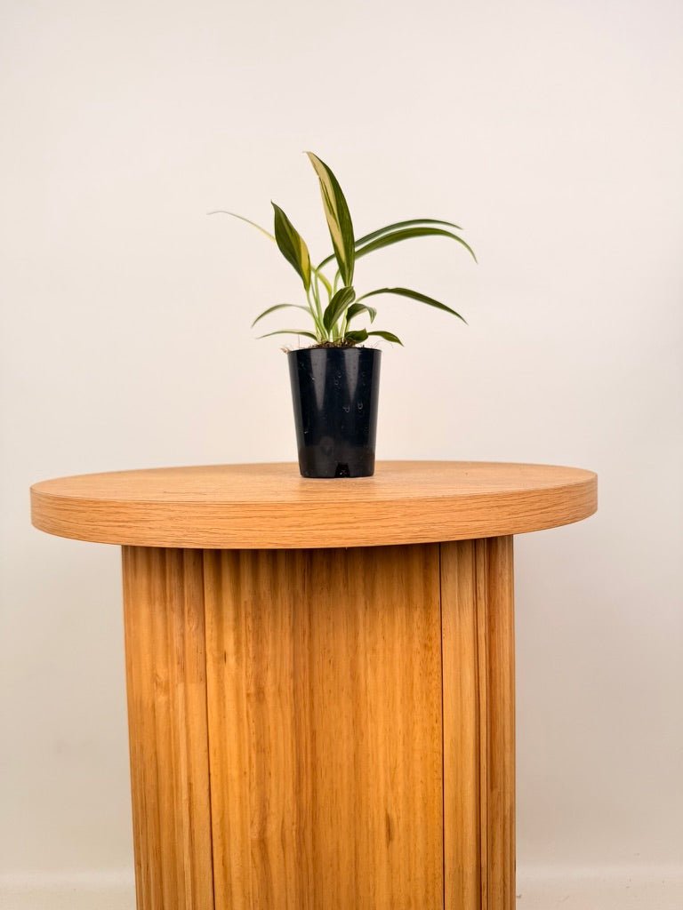 Epipremnum Amplissimum - Variegated | Uprooted