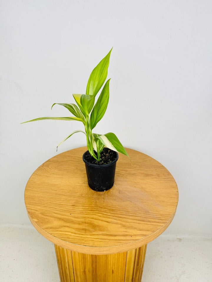 Epipremnum Amplissimum - Variegated | Uprooted