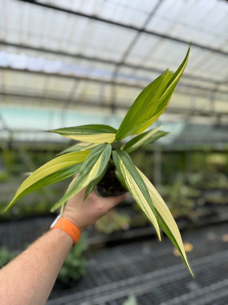 philodendron amplissimum variegated Epipremnum Amplissimum - Variegated | Uprooted