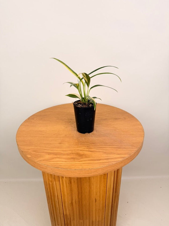 Epipremnum Amplissimum - Variegated | Uprooted