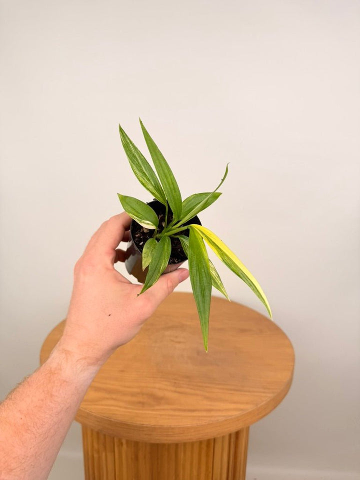 Epipremnum Amplissimum - Variegated | Uprooted