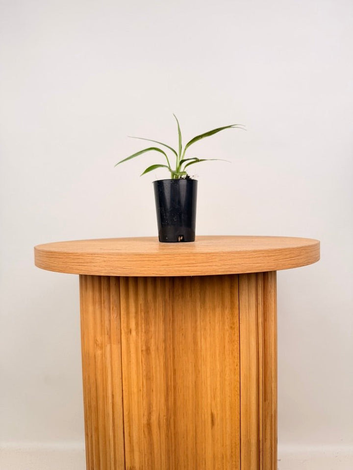Epipremnum Amplissimum - Variegated | Uprooted