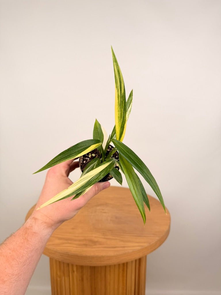 Epipremnum Amplissimum - Variegated | Uprooted