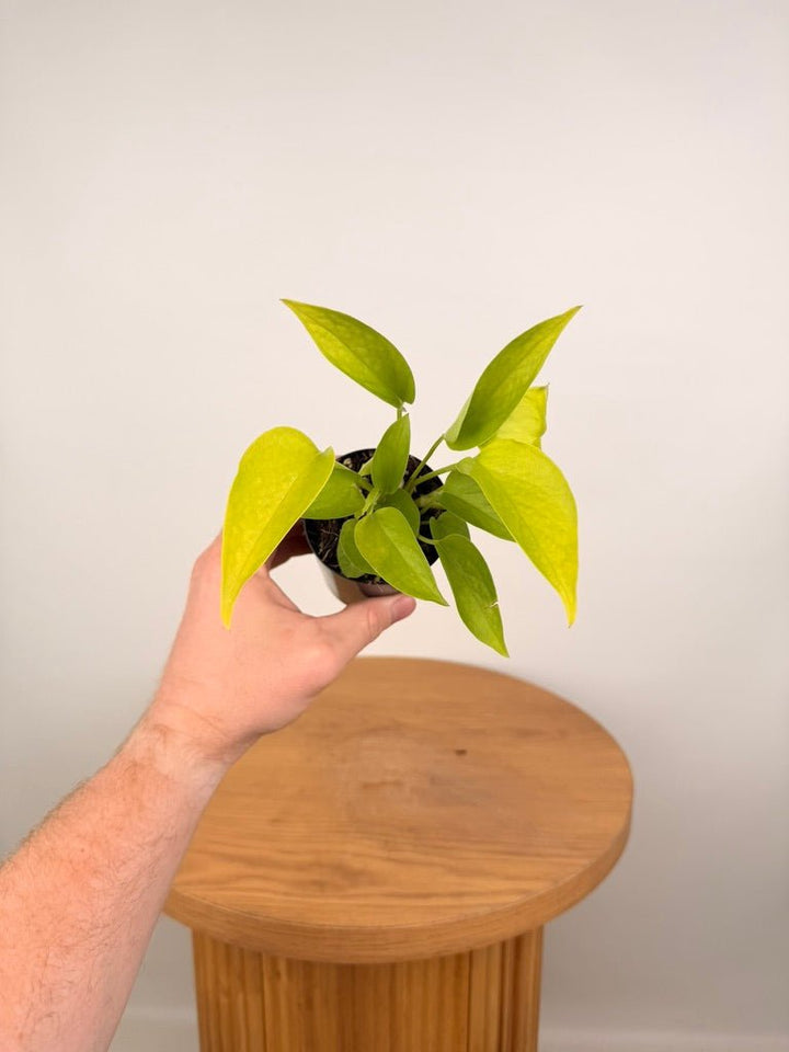 Epipremnum Aureum - Goldilocks | Uprooted