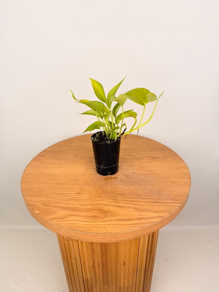 Epipremnum Aureum - Goldilocks | Uprooted