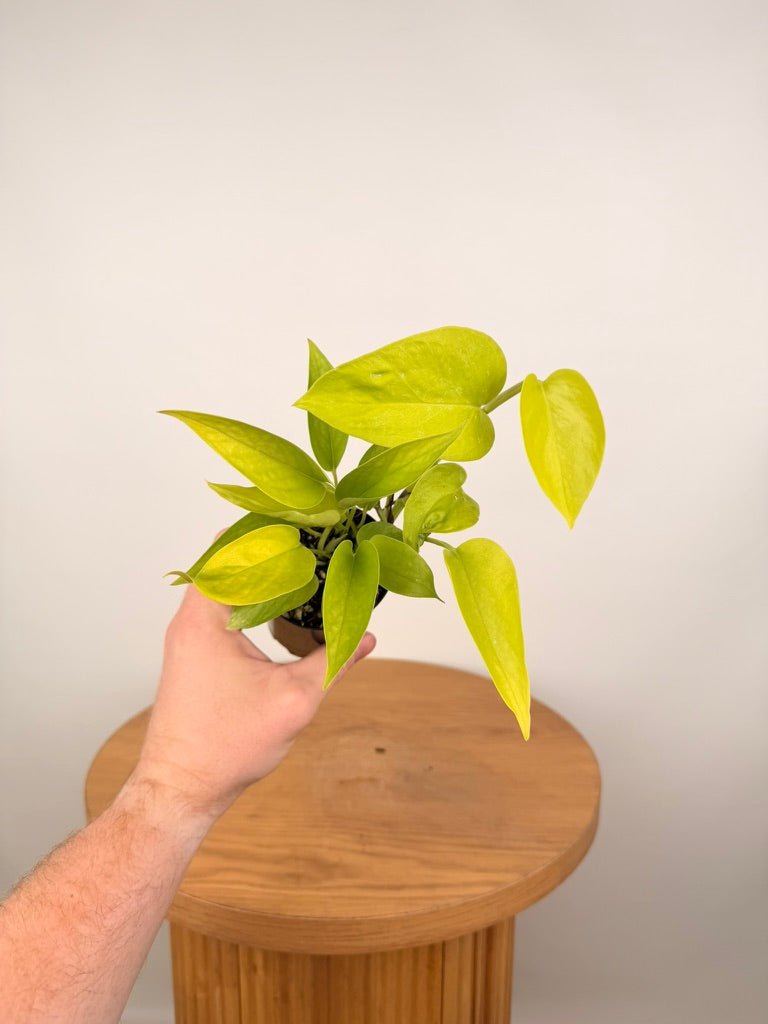 Epipremnum Aureum - Goldilocks | Uprooted