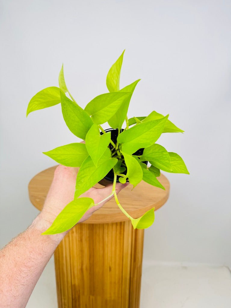 pothos goldilocks Epipremnum Aureum - Goldilocks | Uprooted
