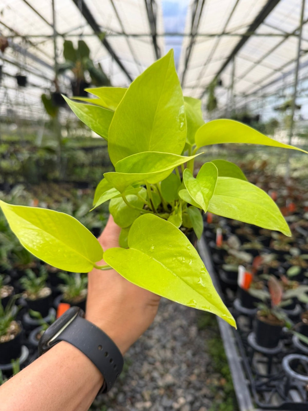 Epipremnum Aureum - Goldilocks | Uprooted