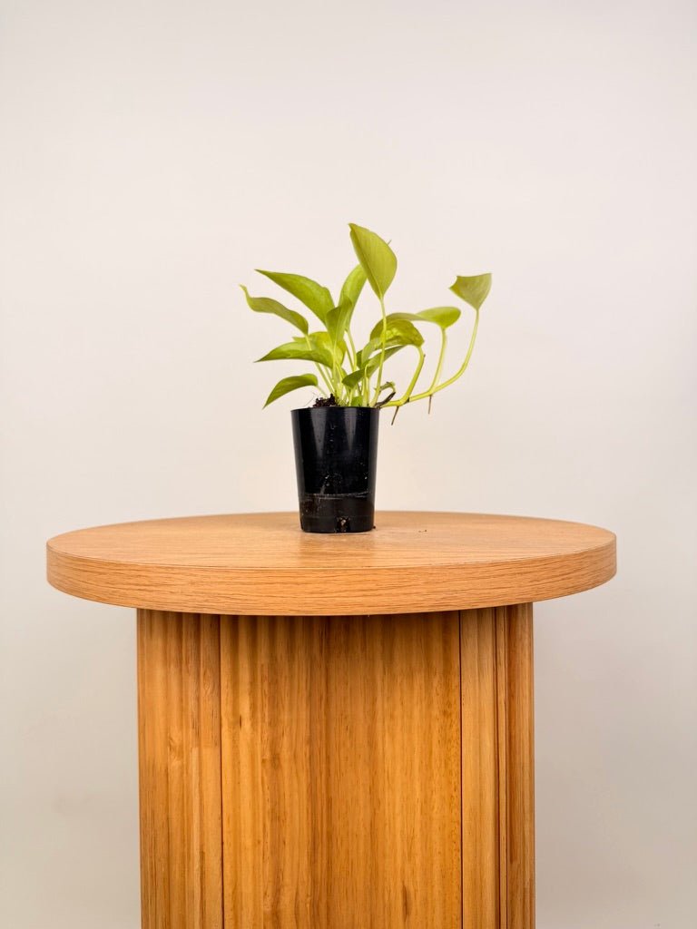 Epipremnum Aureum - Goldilocks | Uprooted