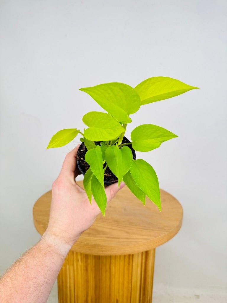 Epipremnum Aureum - Goldilocks | Uprooted