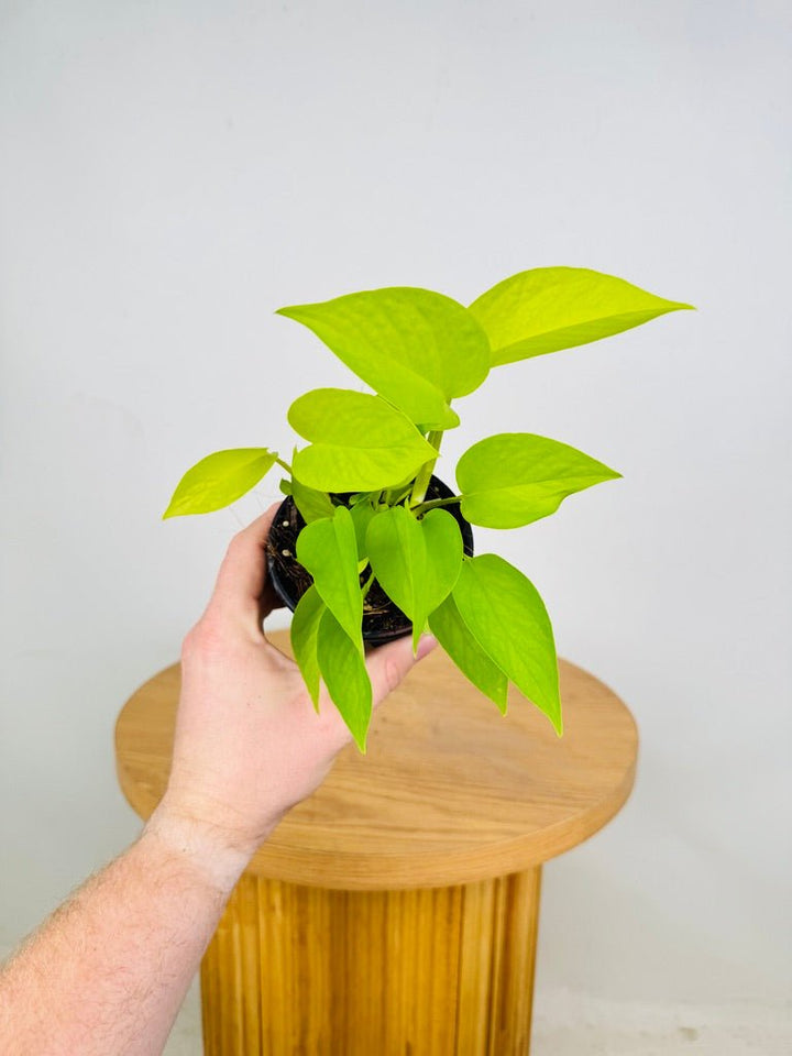 Epipremnum Aureum - Goldilocks | Uprooted