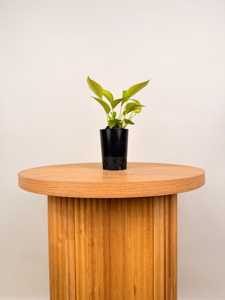 Epipremnum Aureum - Goldilocks | Uprooted