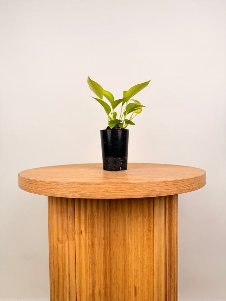 Epipremnum Aureum - Goldilocks | Uprooted