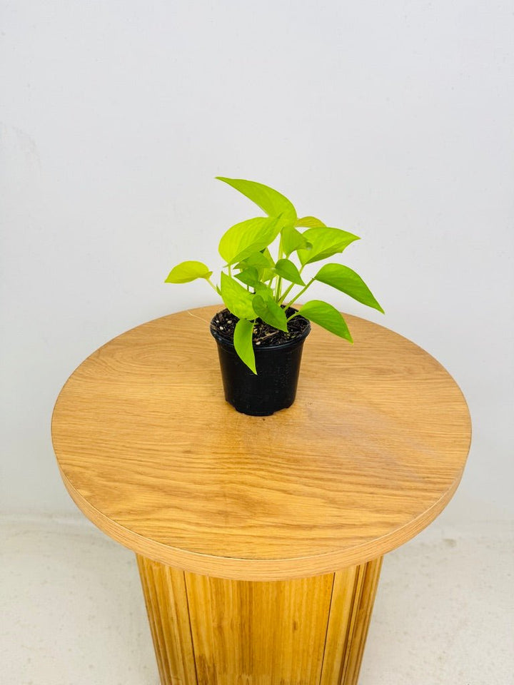Epipremnum Aureum - Goldilocks | Uprooted
