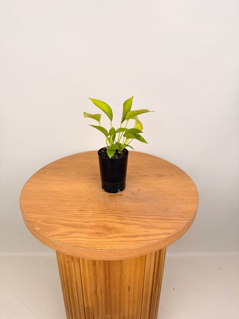 Epipremnum Aureum - Goldilocks | Uprooted