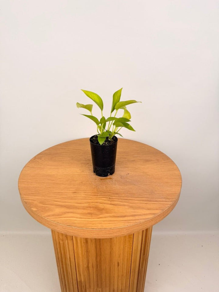 Epipremnum Aureum - Goldilocks | Uprooted