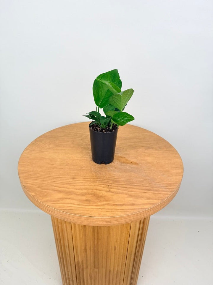 Epipremnum Aureum - Green Dragon | Uprooted