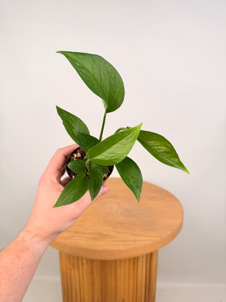 Epipremnum Aureum - Green Dragon | Uprooted