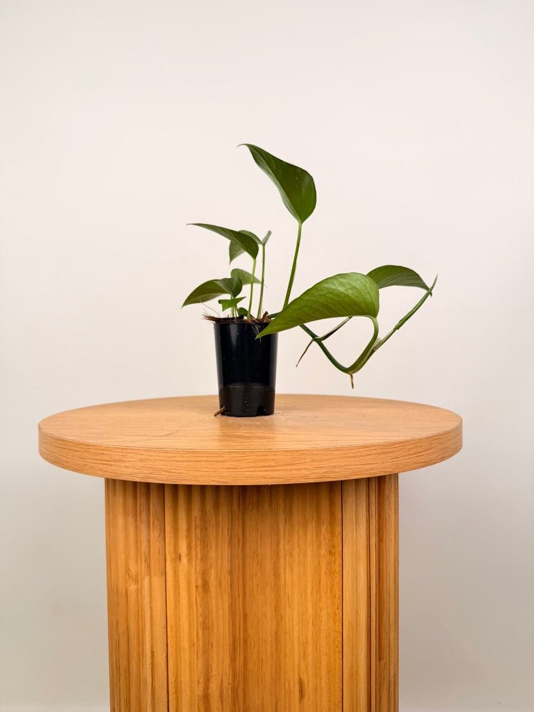 Epipremnum Aureum - Green Dragon | Uprooted