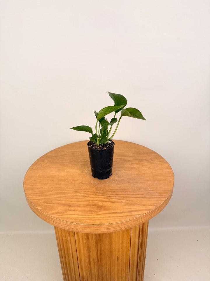 Epipremnum Aureum - Green Dragon | Uprooted
