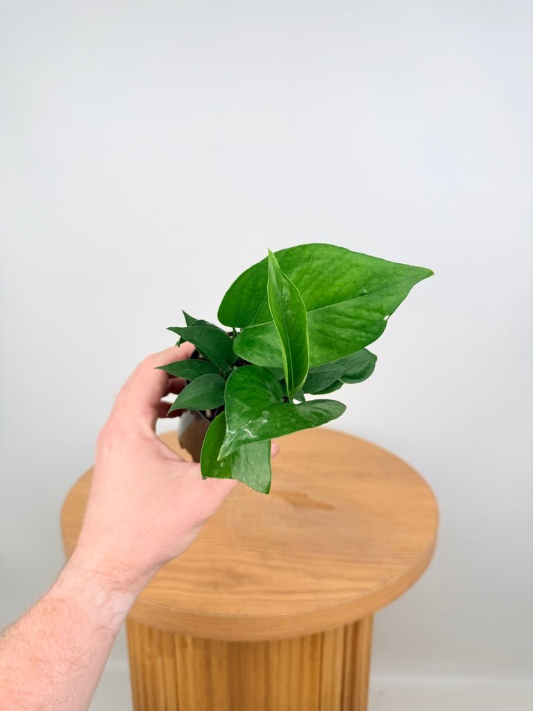 Epipremnum Aureum - Green Dragon | Uprooted