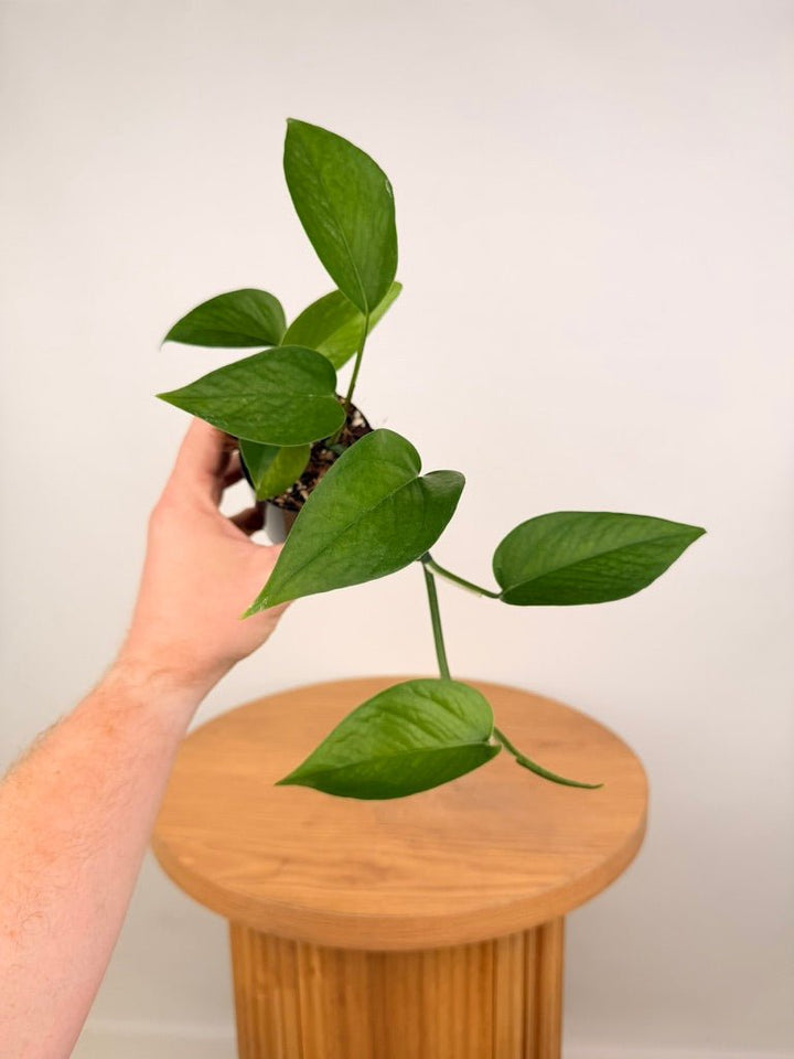 Epipremnum Aureum - Green Dragon | Uprooted