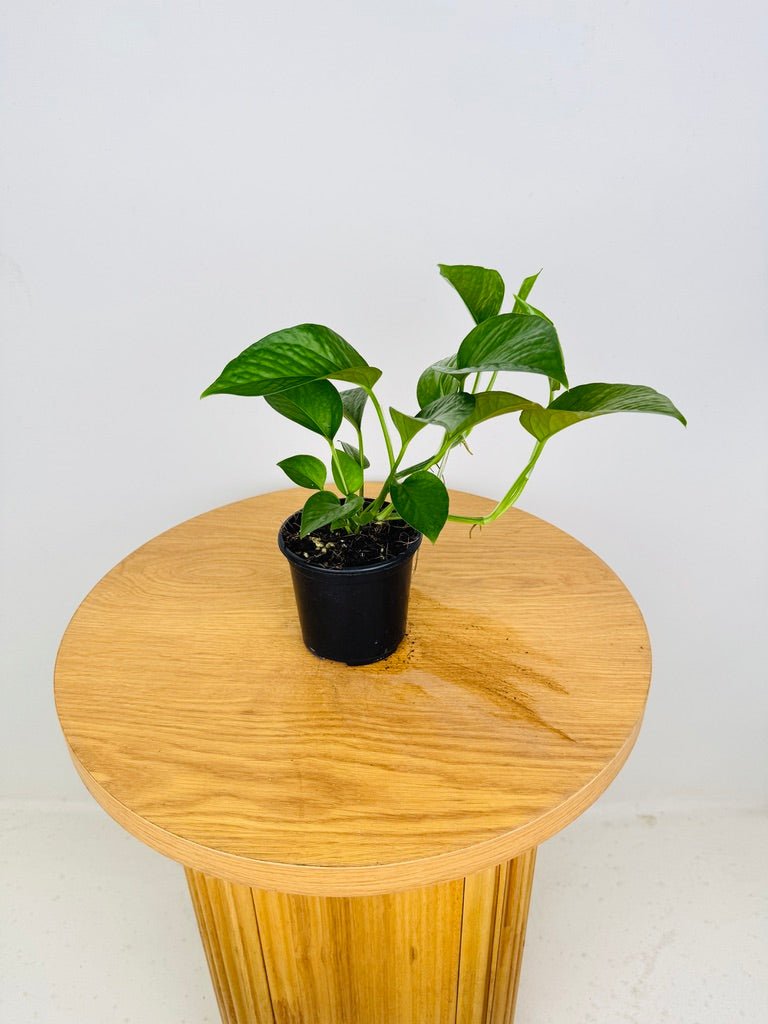 dragon pothos Epipremnum Aureum - Green Dragon | Uprooted