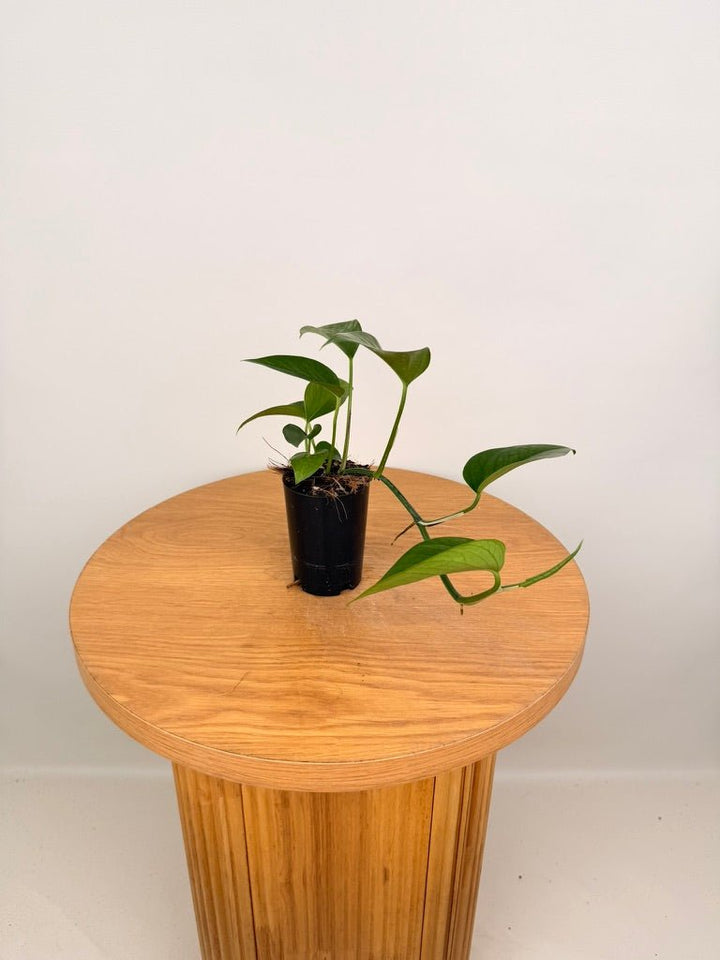 Epipremnum Aureum - Green Dragon | Uprooted