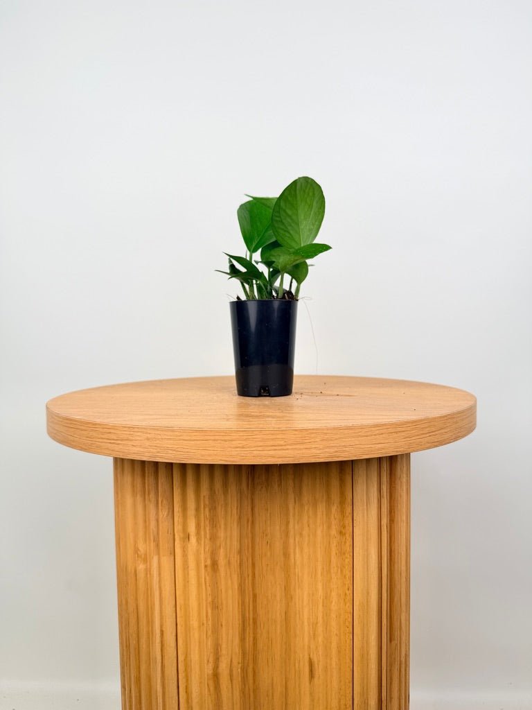 Epipremnum Aureum - Green Dragon | Uprooted