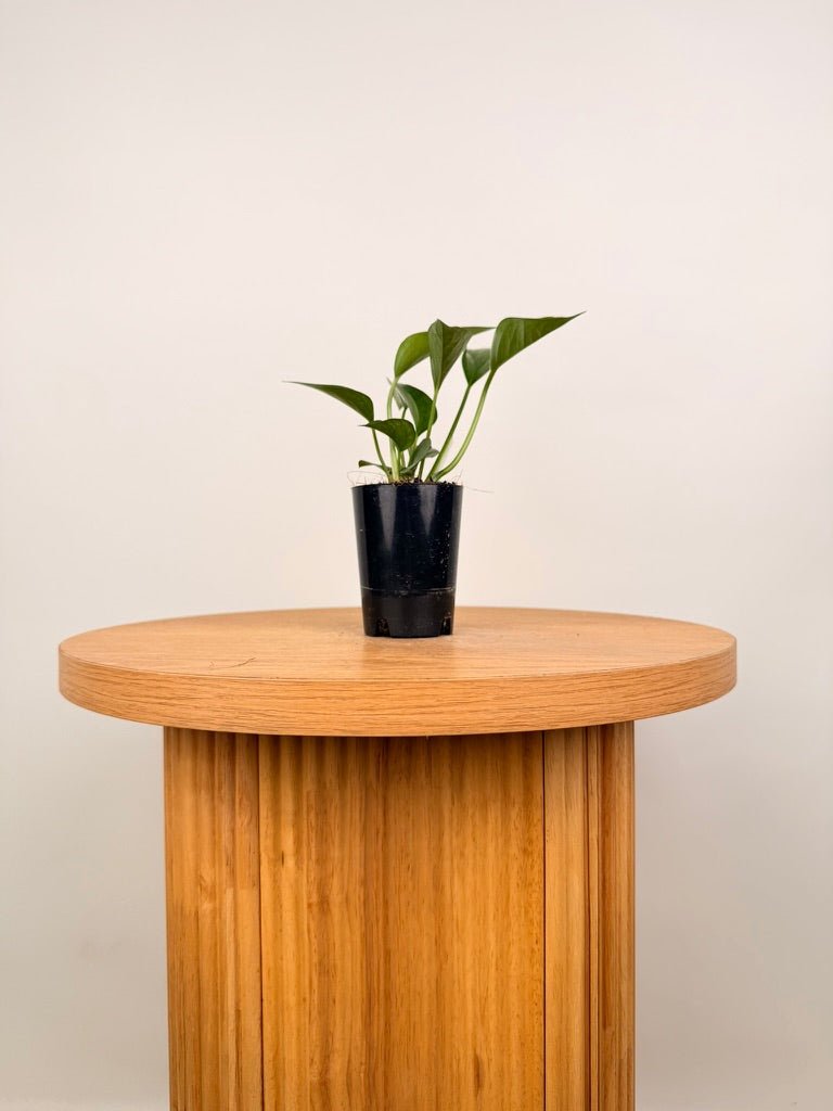 Epipremnum Aureum - Green Dragon | Uprooted