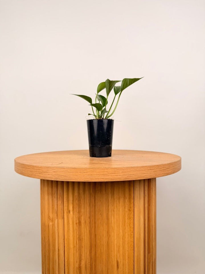 Epipremnum Aureum - Green Dragon | Uprooted