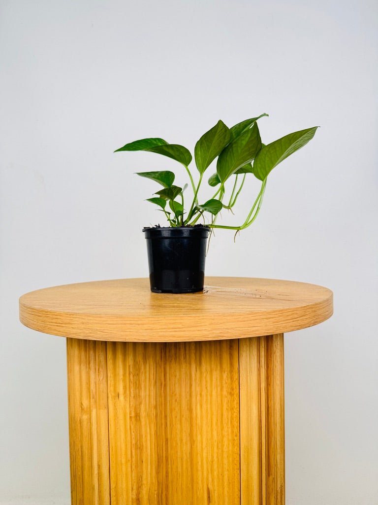 Epipremnum Aureum - Green Dragon | Uprooted