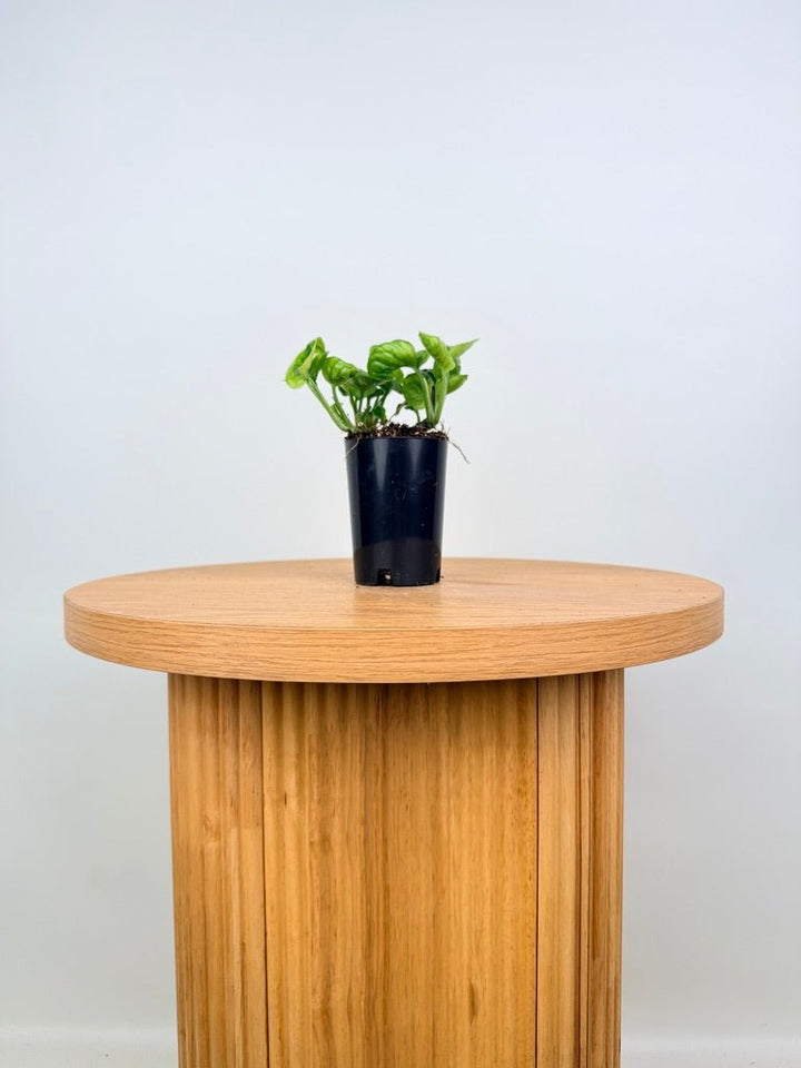 Epipremnum Aureum - Green Queen | Uprooted