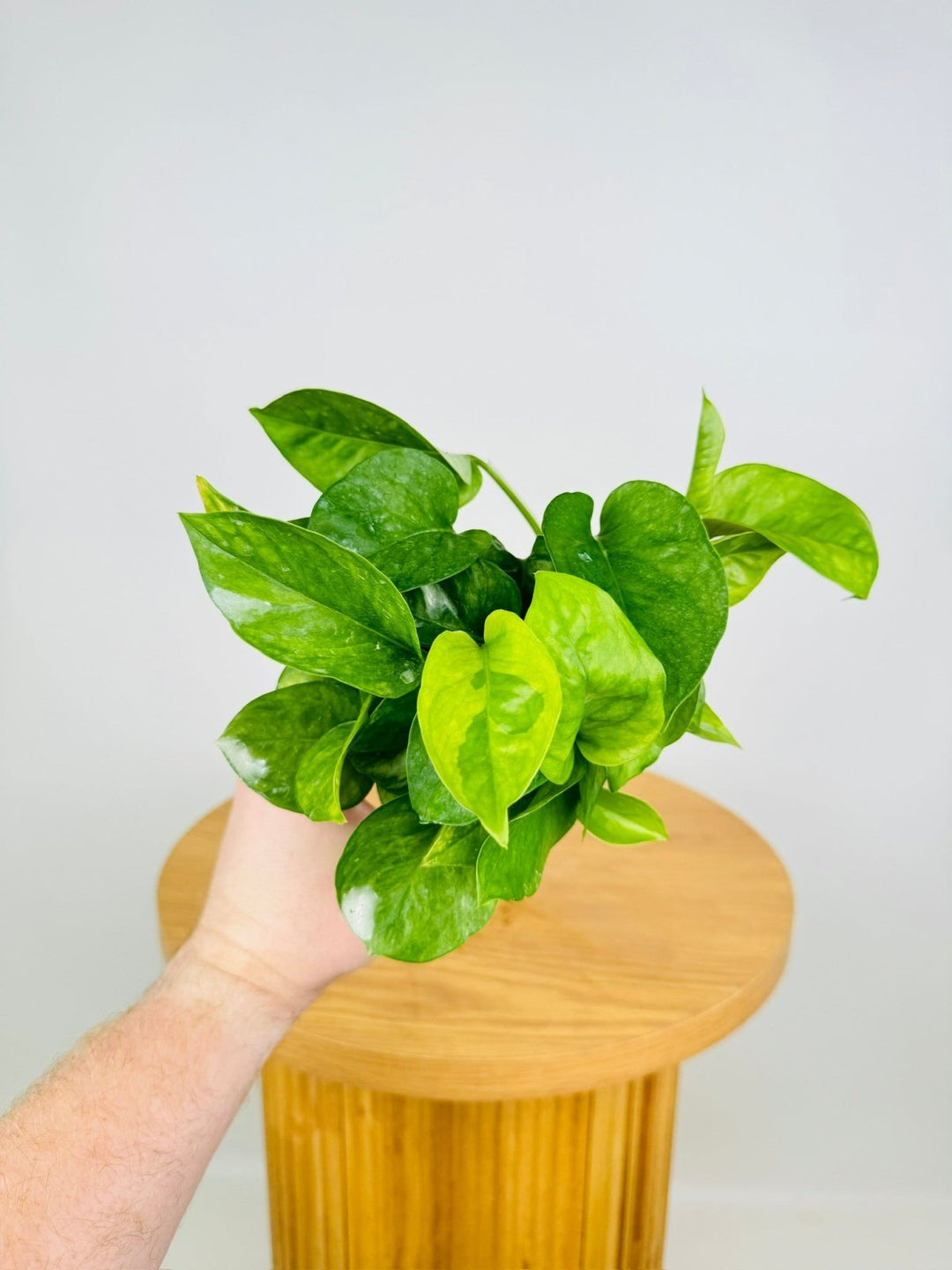 pothos plant online Epipremnum Aureum - Green Queen | Uprooted