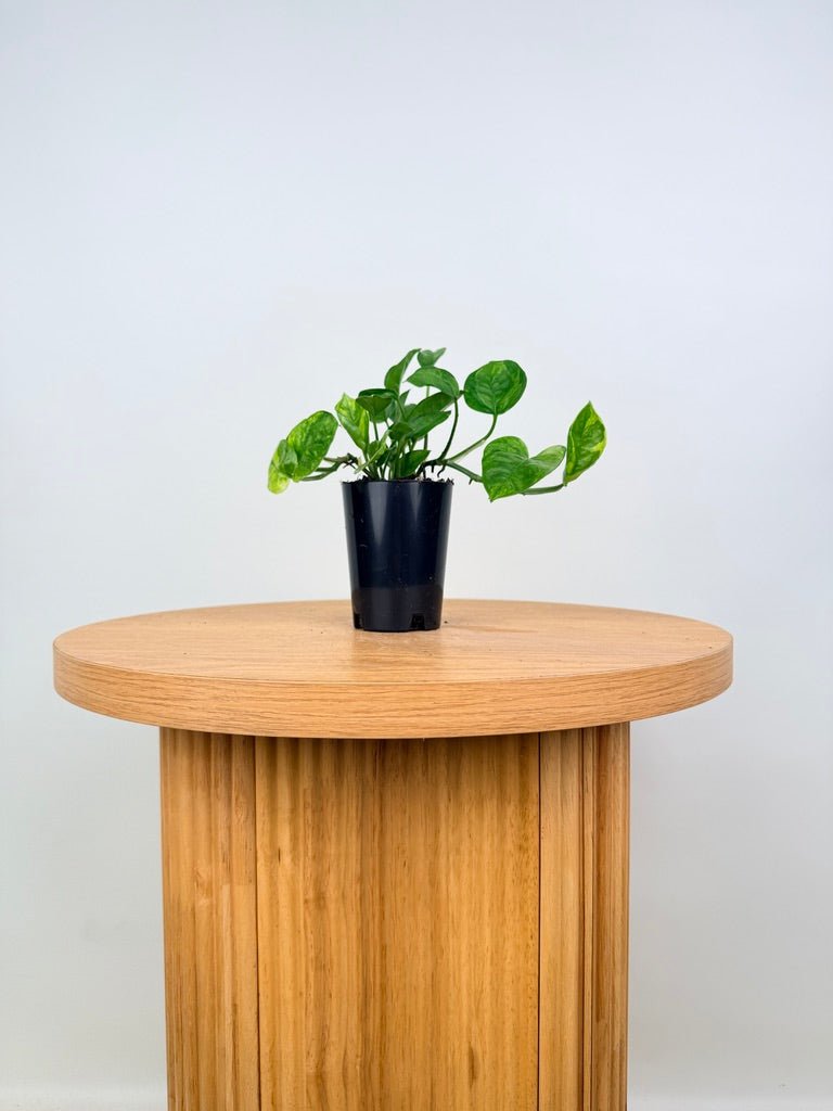 Epipremnum Aureum - Green Queen | Uprooted